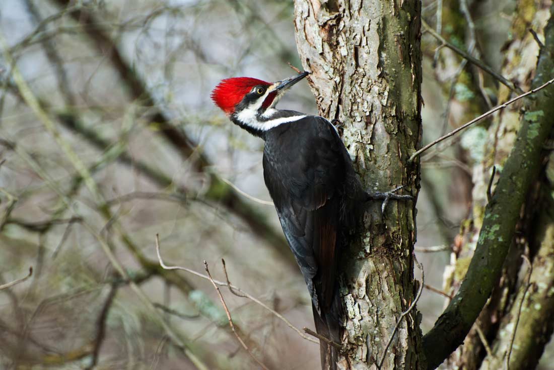 Pileated Woodpecker Lyric Wild Bird Food