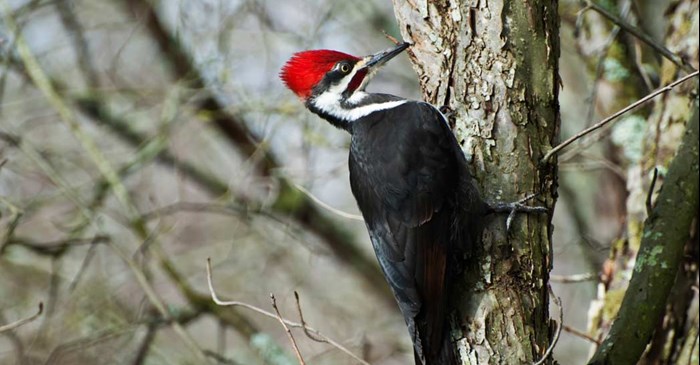 Pileated Woodpecker Lyric Wild Bird Food Pileated Woodpecker Lyric Wild Bird Food