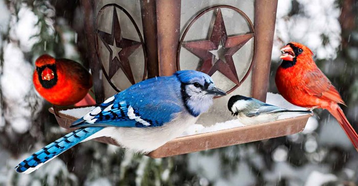 cardinals blue bird