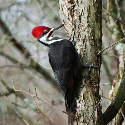 Pileated Woodpecker Lyric Wild Bird Food