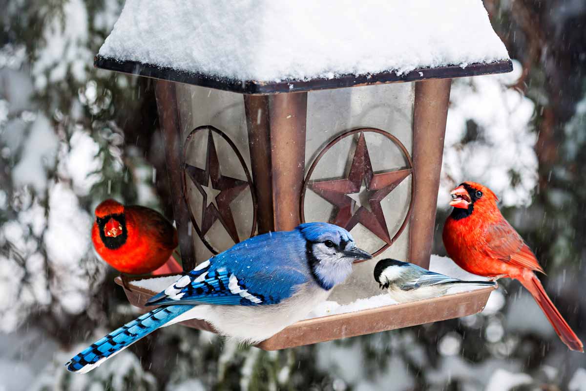 blue jay and cardinal in love