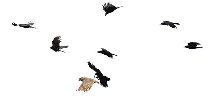 Flock of crows mobbing an owl