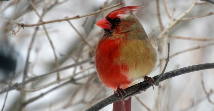 Rare Northern Cardinal with both male red and female tan feathers due to gynandomorphism.