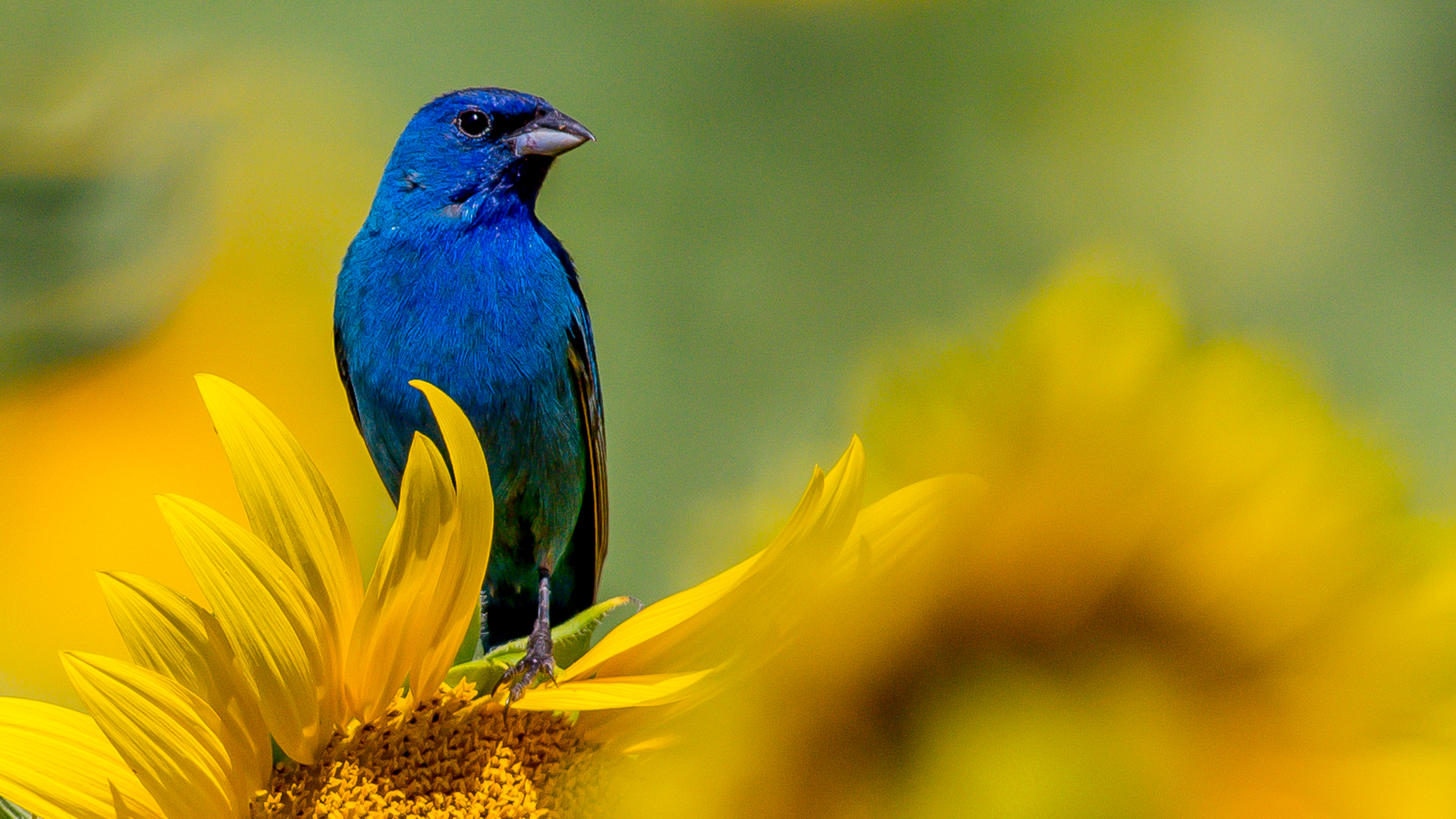 Indigo Bunting