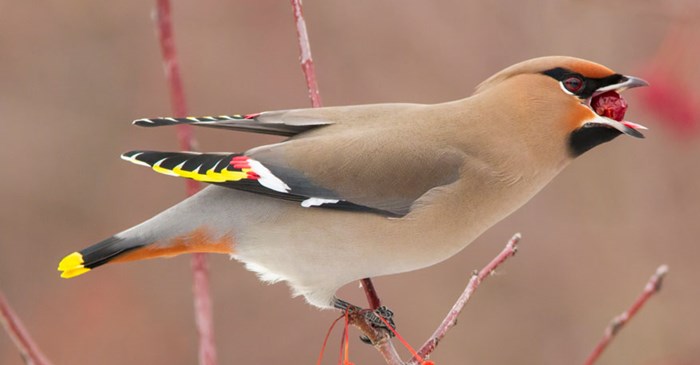 The Bohemian Waxwing is a big fruit lover