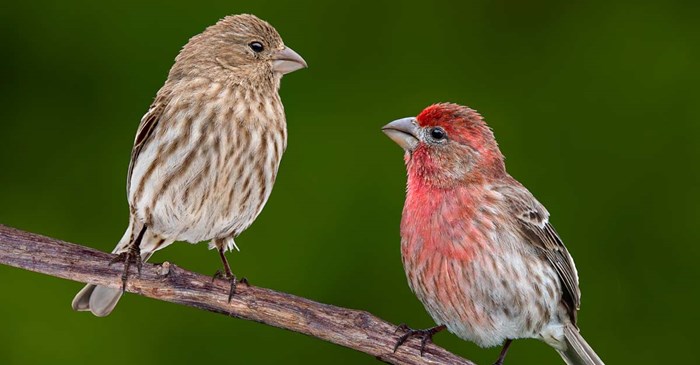 Male and female house finches
