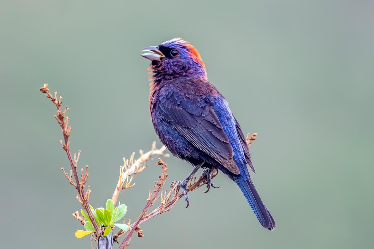 Varied Bunting