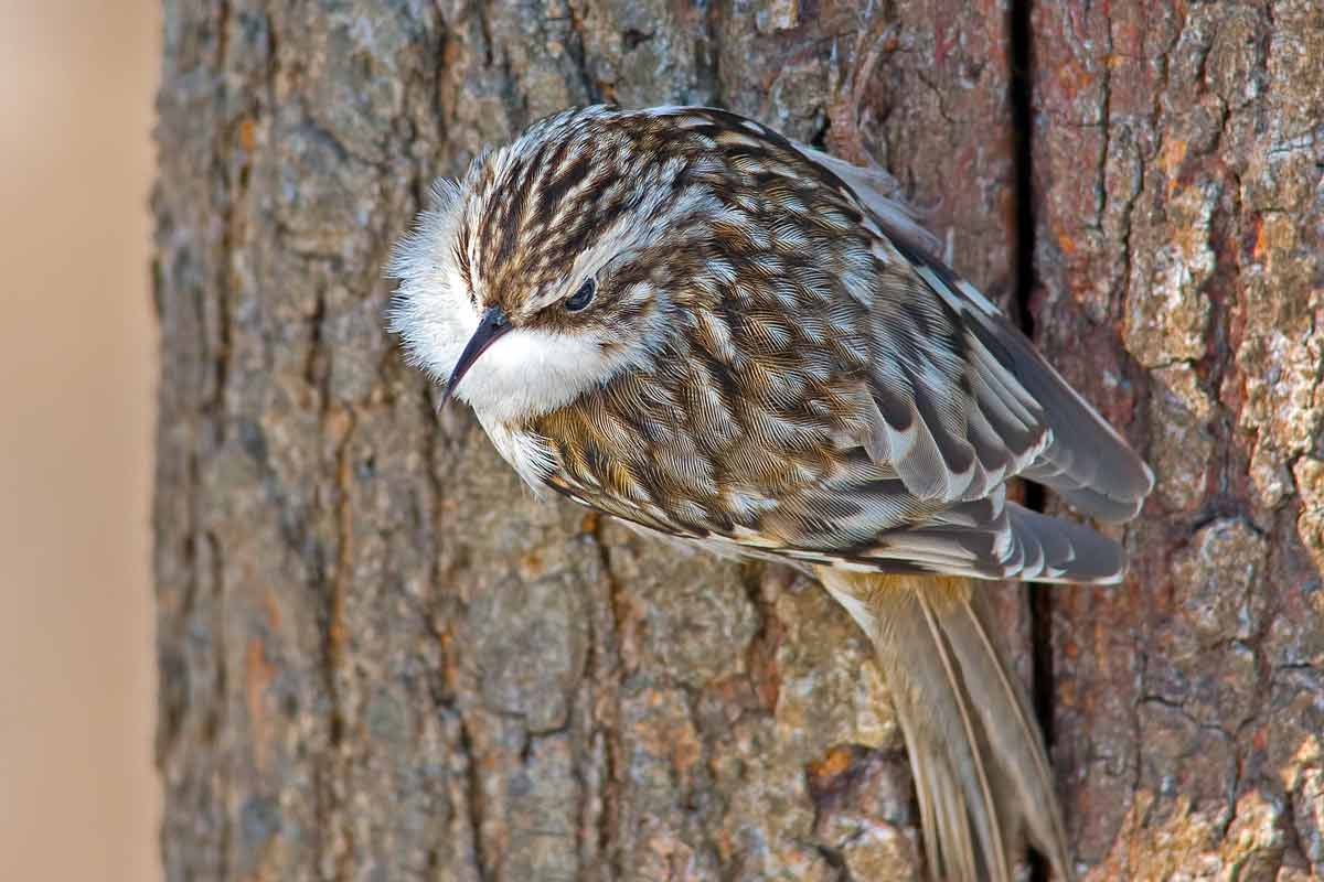 The Brown Creeper is a bird that is easily camouflaged 