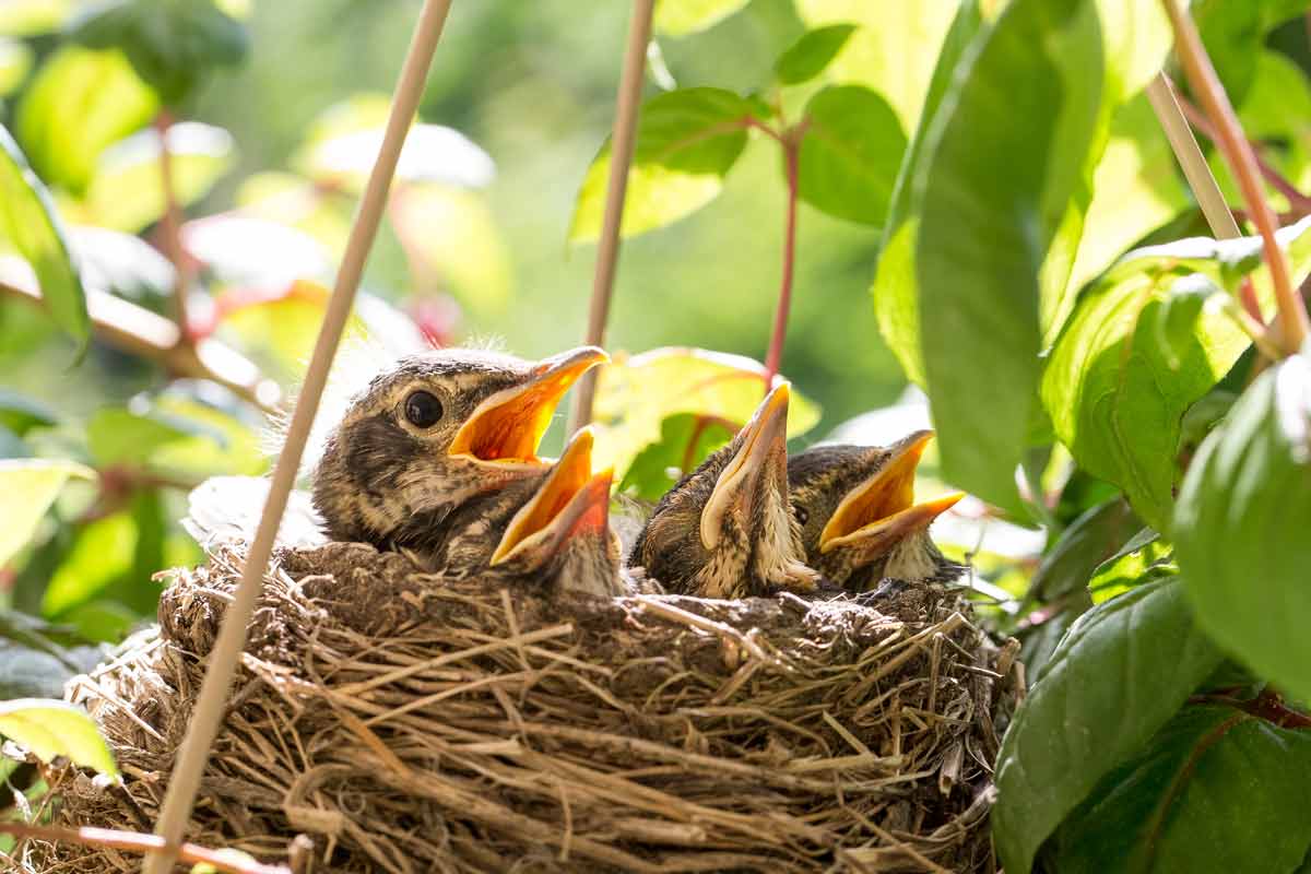 Baby Birds When to Help, When to Back Off Lyric Wild Bird Food
