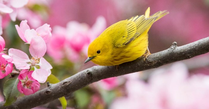 Yellow Warbler in spring