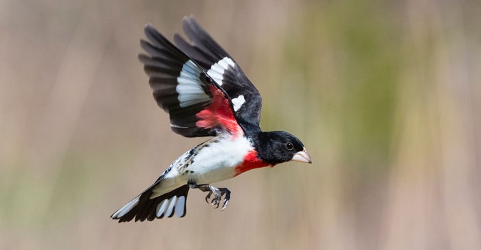 Rose-breasted Grosbeak in flight