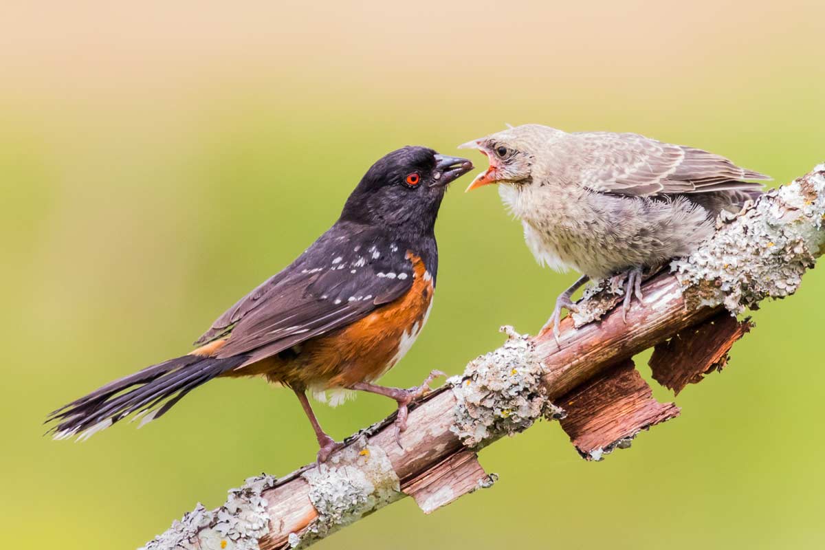 Birding: Nests are ready, so let the new bird families emerge