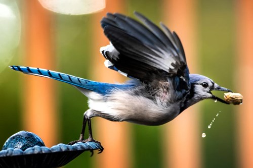 Blue jay with peanut