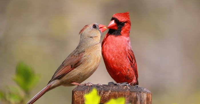 What is Bird Courtship Behavior? Fascinating Rituals Explained