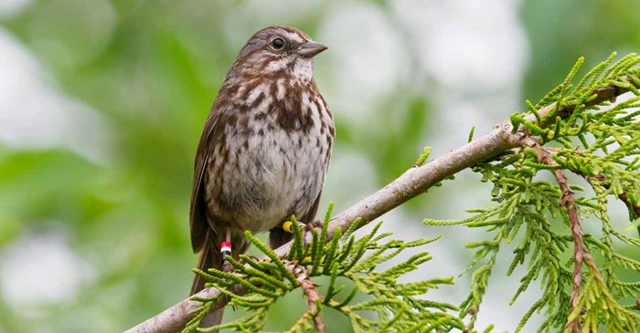 Banded Song Sparrow