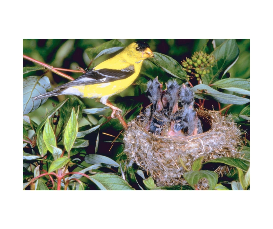 Do Birds Nest in July? Lyric Wild Bird Food