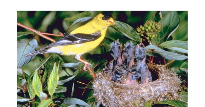 American Goldfinch male and his brood.