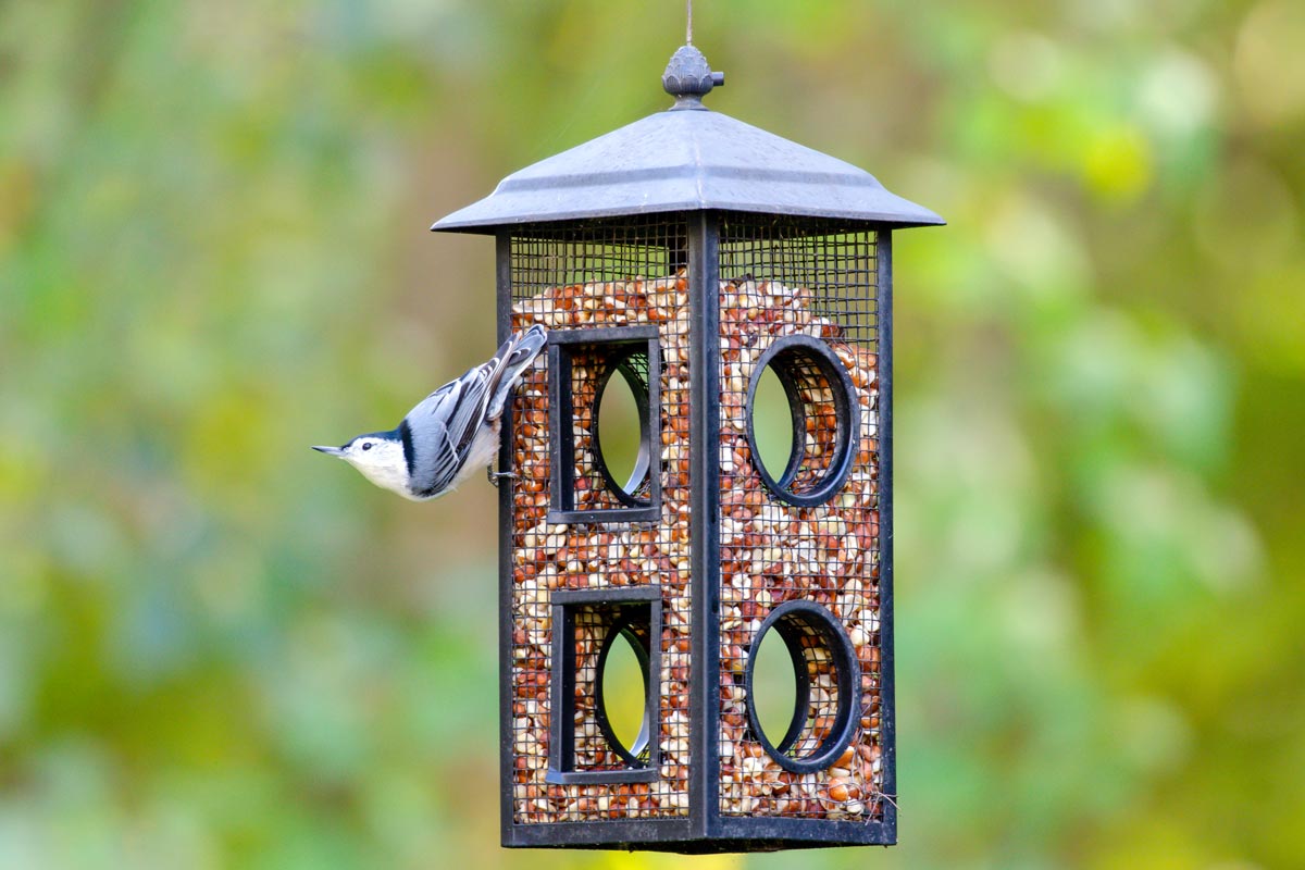 Nuthatch on feeder filled with Lyric Delite No Waste Mix