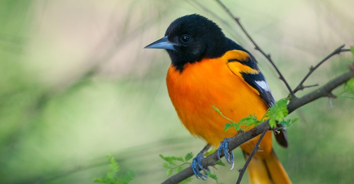 Male Baltimore Oriole