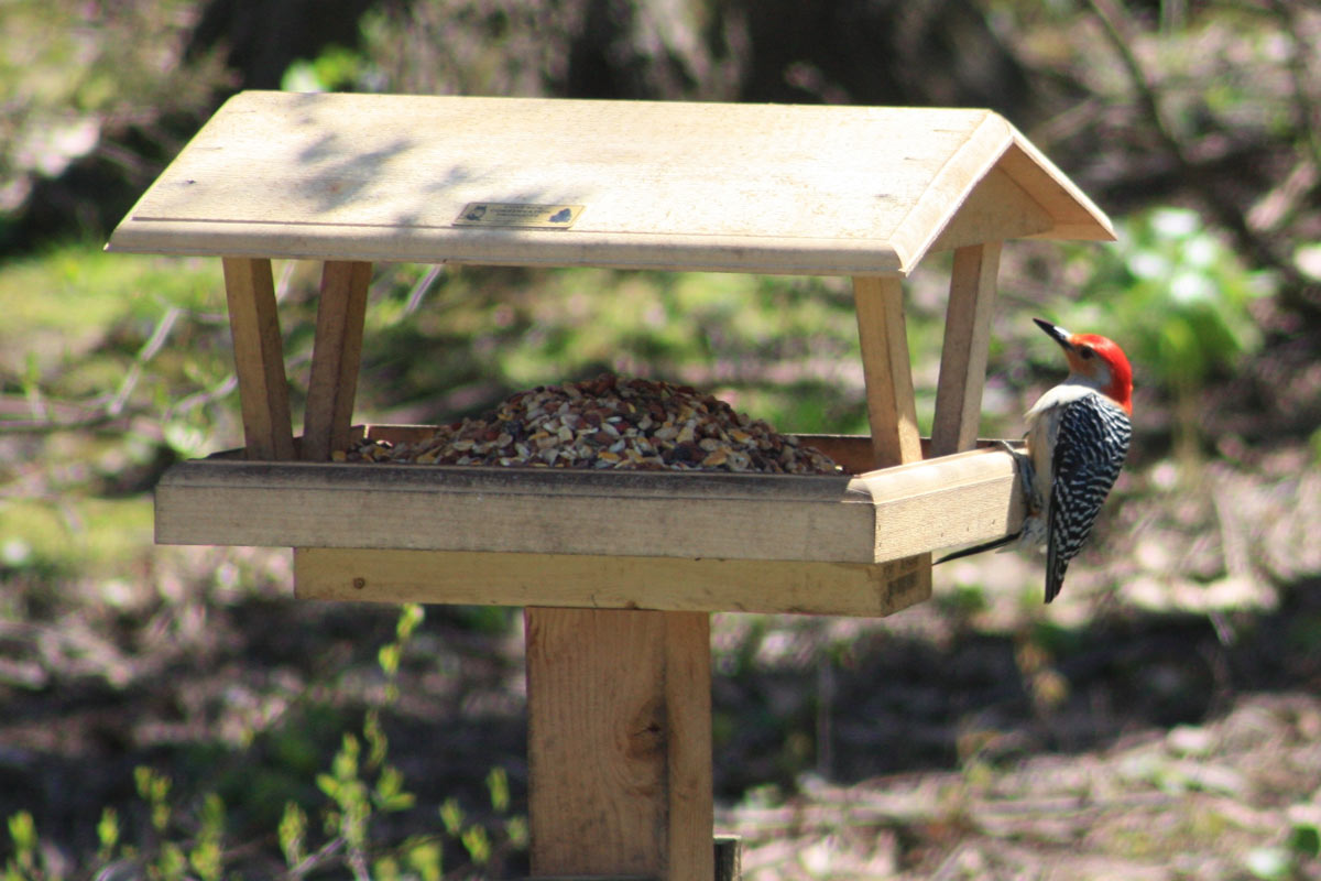 Red-bellied Woodpecker on a feeder