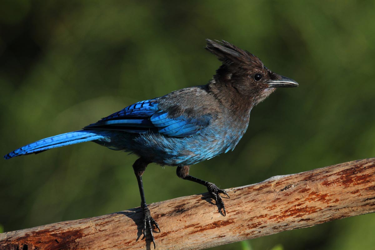 Steller's Jay
