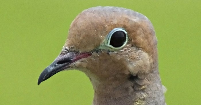 Mourning Dove