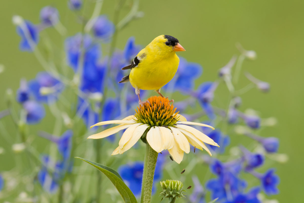 American Goldfinch on a coneflower