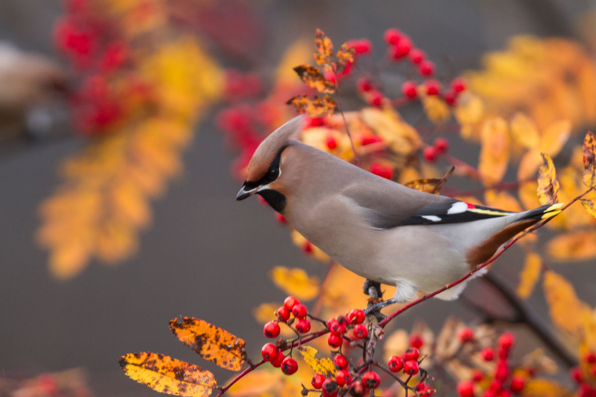 Bohemian Waxwing