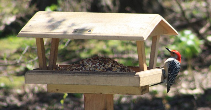 How to Birds Find Bird Feeders 