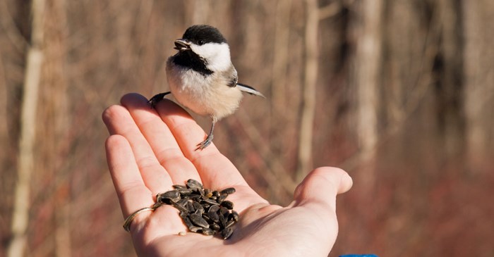 Black capped chickadee and hand