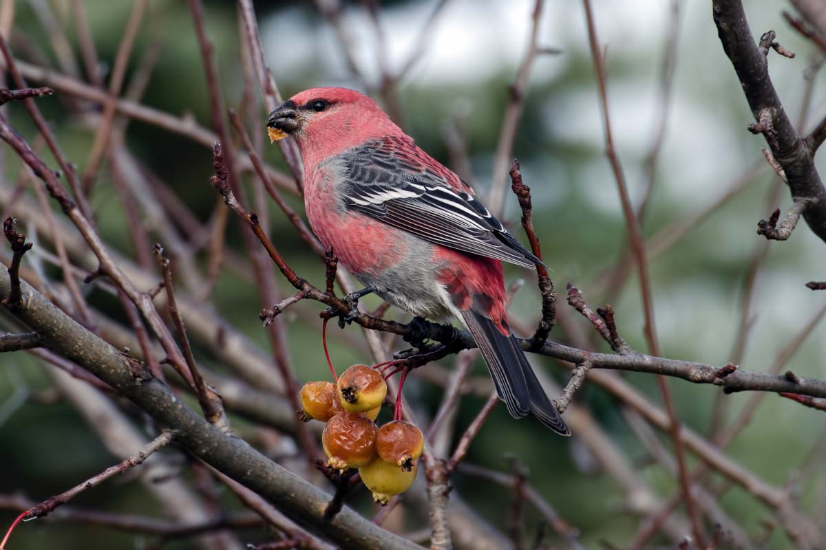 Pine Grosbeak
