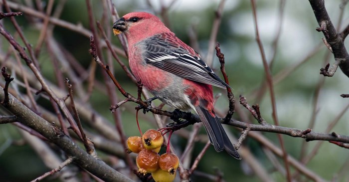 Pine Grosbeak