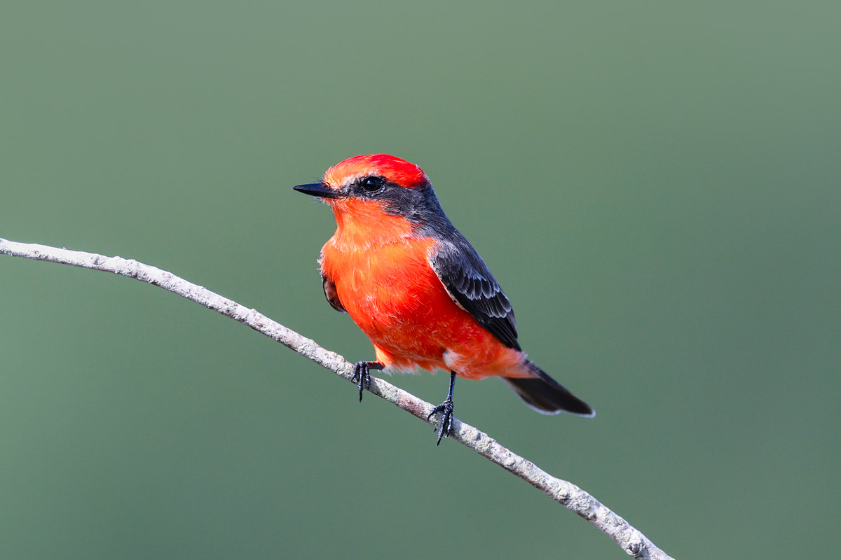 Vermilion Flycatcher, Pchoui / iStock / Getty Images Plus