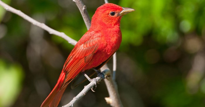 Summer Tanager, Birdimages / iStock / Getty Images Plus