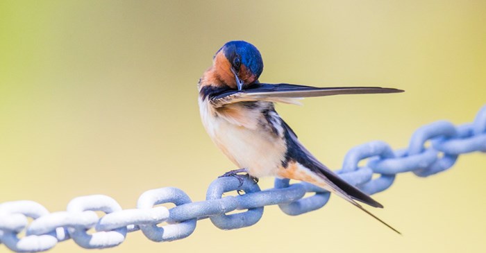 Preening Barn Swallow