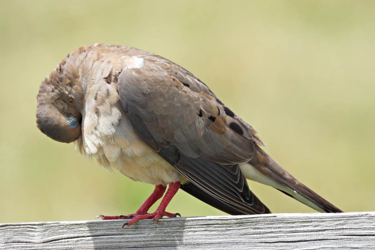 A Mourning Dove takes time to preen its chest feathers, cleaning and arranging them back into their proper place. passion4nature / iStock / Getty Images Plus