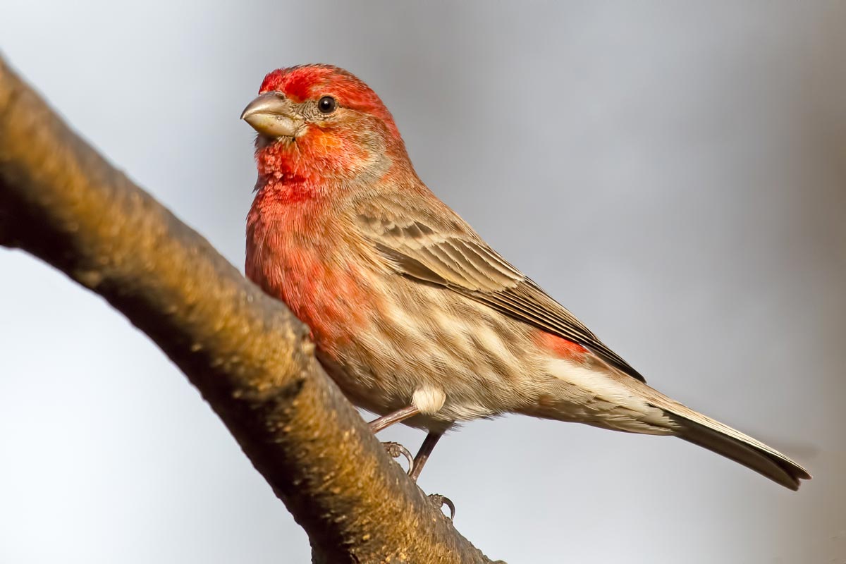 American Expansion: Birds That Have Widened Their Range | Lyric Wild