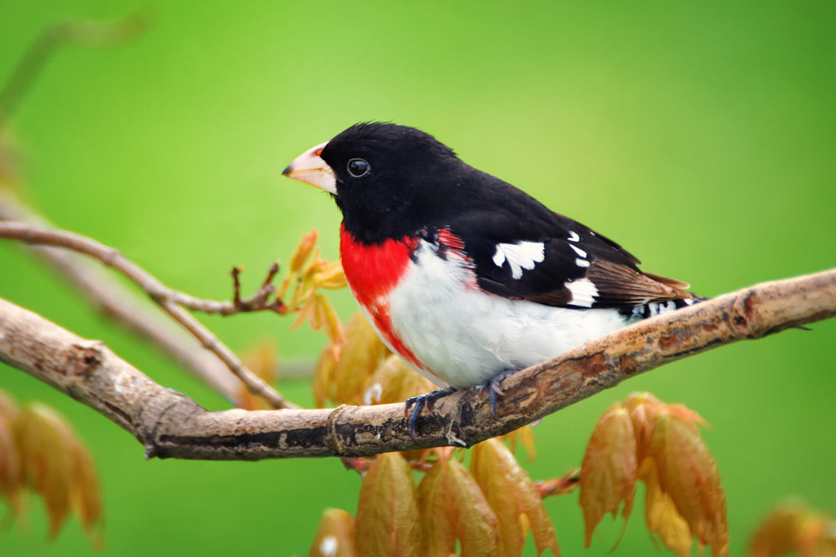 Rose-breasted Grosbeak