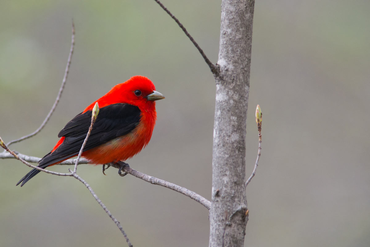 Scarlet Tanager