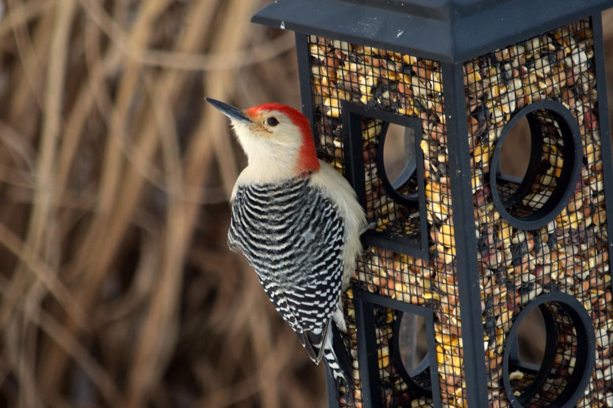 One of the birds you may spot at your feeder this winter is a Red-bellied Woodpecker! 