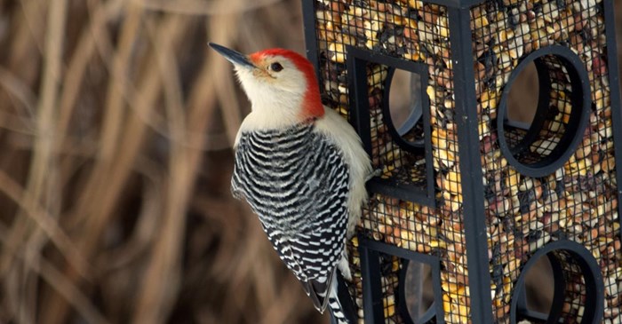 One of the birds you may spot at your feeder this winter is a Red-bellied Woodpecker!