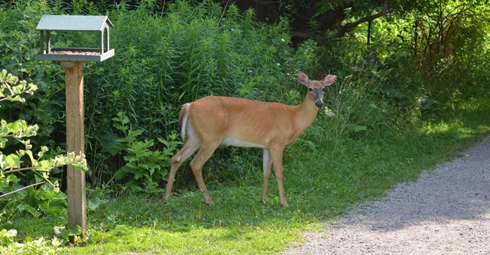 Deer near bird feeder