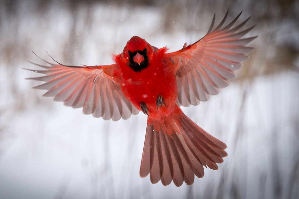 10 Fascinating Facts: The Northern Cardinal | Lyric Wild Bird Food