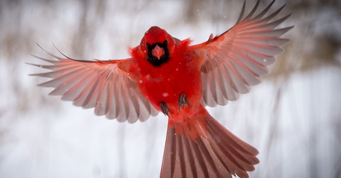10 Fascinating Facts: The Northern Cardinal | Lyric Wild Bird Food