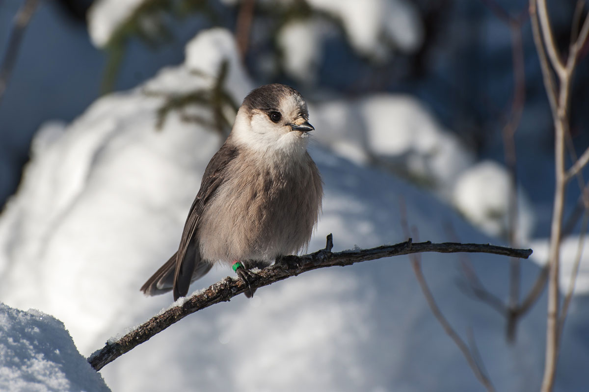 Canada Jay. ballycroy / iStock / Getty Images Plus