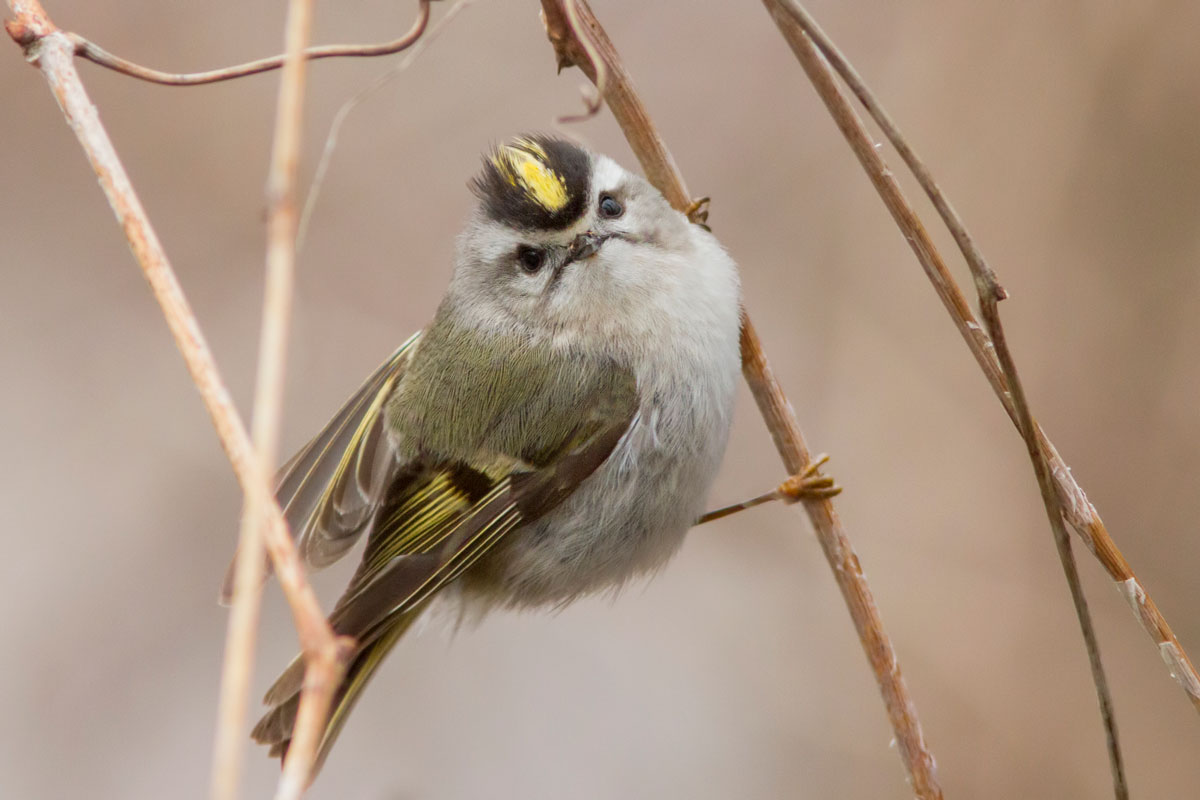 Golden-crowned Kinglet. mirceax / iStock / Getty Images Plus