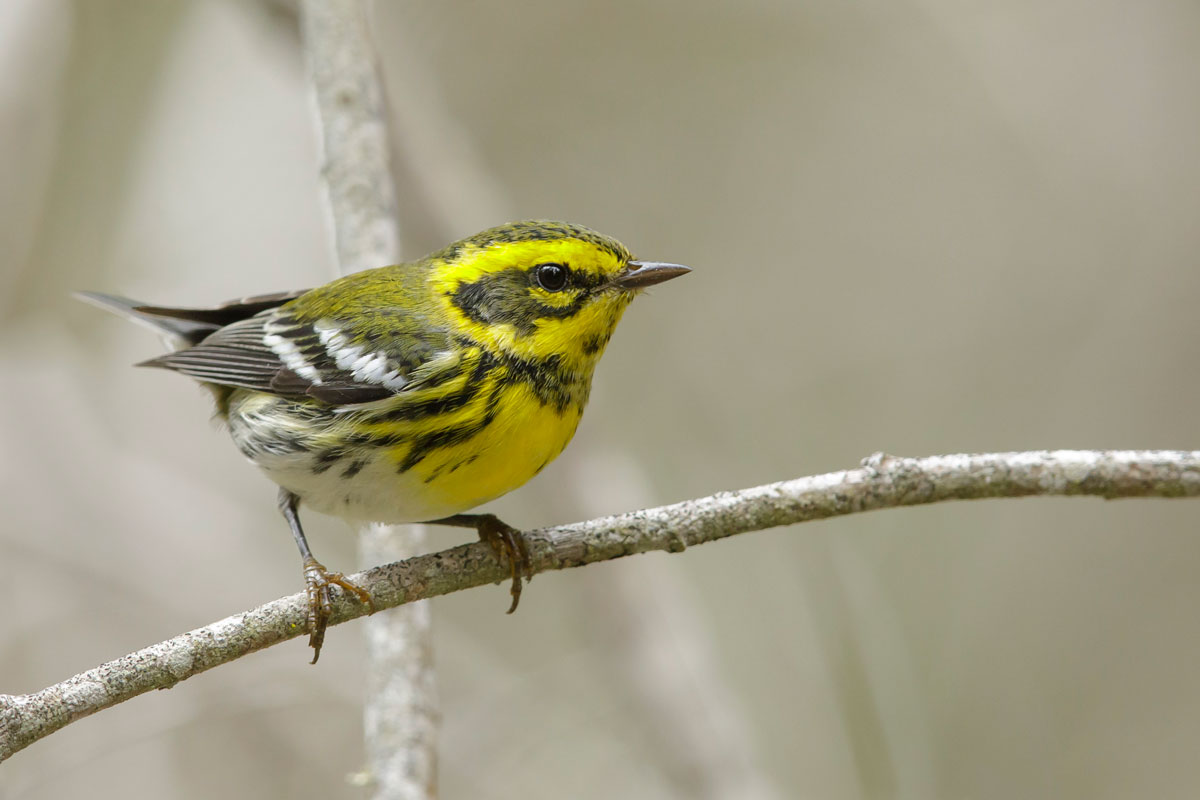 Townsend&#39;s Warbler