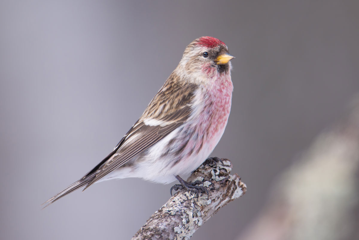 Common Redpoll