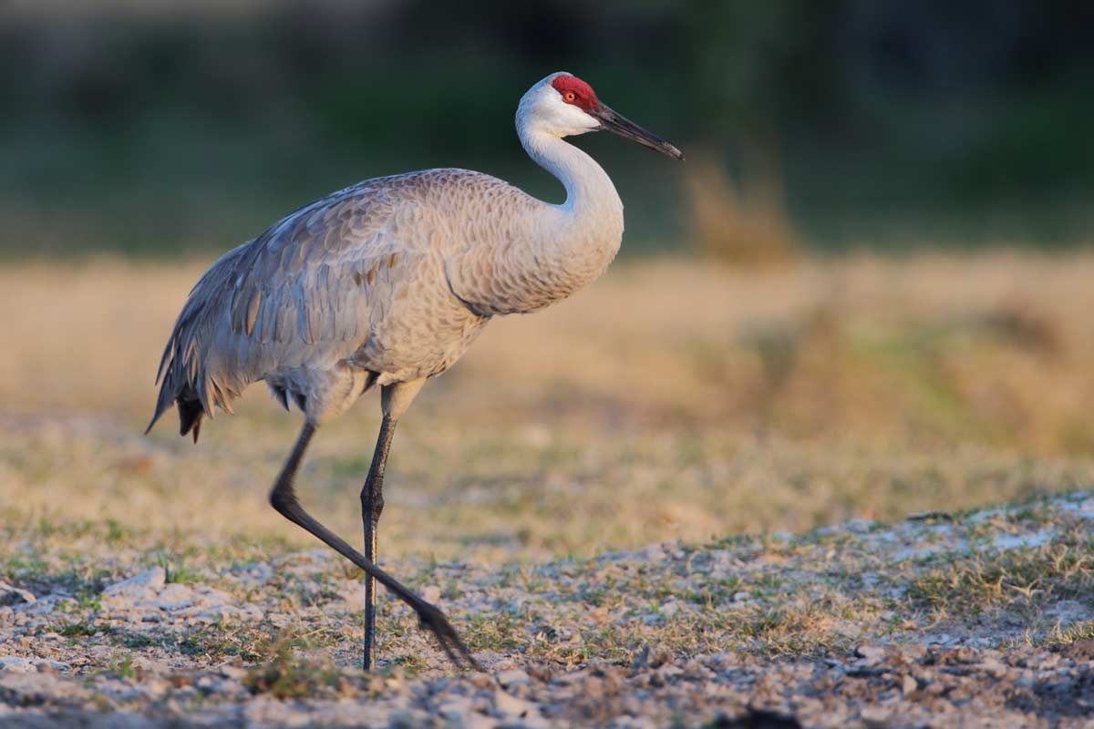 Sandhill Cranes are easily recognizable and can be found in the winter in immense flocks throughout New Mexico and Texas. WMarissen / iStock / Getty Images Plus