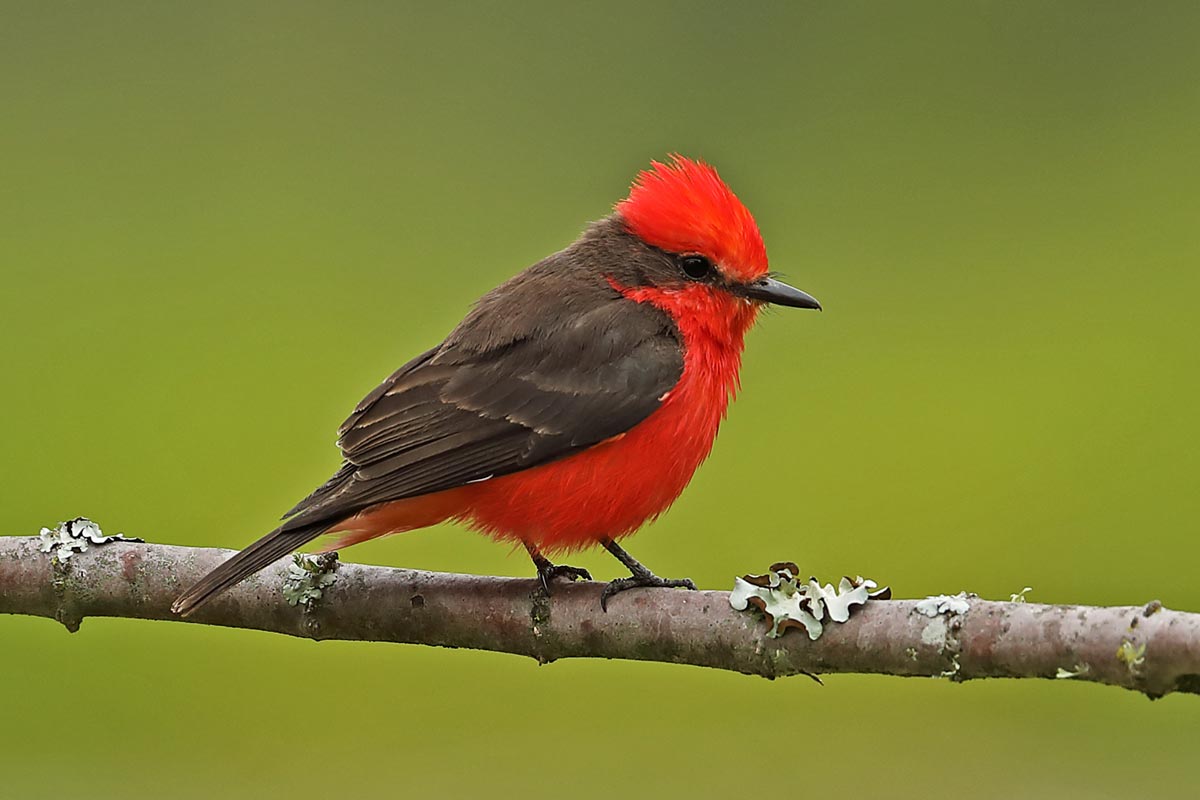The Vermilion Flycatcher is a brilliant red bird that can be found in the southwestern US. neil bowman / iStock / Getty Images Plus